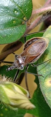Ploeogaster