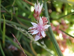 Sedum anglicum