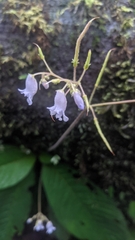 author not stated, no rights reserved Streptocarpus montanus, photograph author not stated, no rights reserved