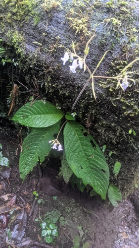Streptocarpus montanus, photograph 4