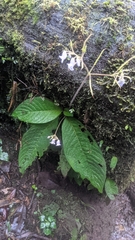 Streptocarpus montanus, photograph author not stated, no rights reserved