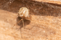 Platnickina nigropunctata
