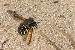 Chrysotoxum intermedium