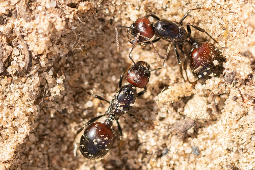 Barbary Harvester Ant