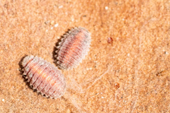 Palaeococcus fuscipennis