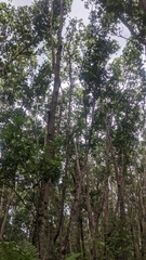 Calophyllum inophyllum