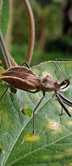 Ploeogaster