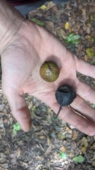 Calophyllum inophyllum
