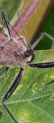 Ploeogaster