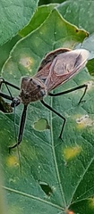 Ploeogaster