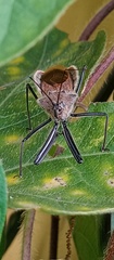 Ploeogaster