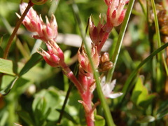 Sedum anglicum