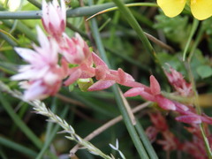 Sedum anglicum