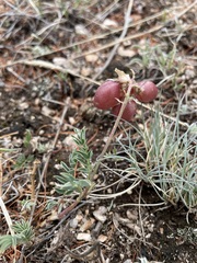 Astragalus chorinensis