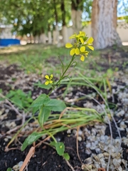 Rhamphospermum arvense