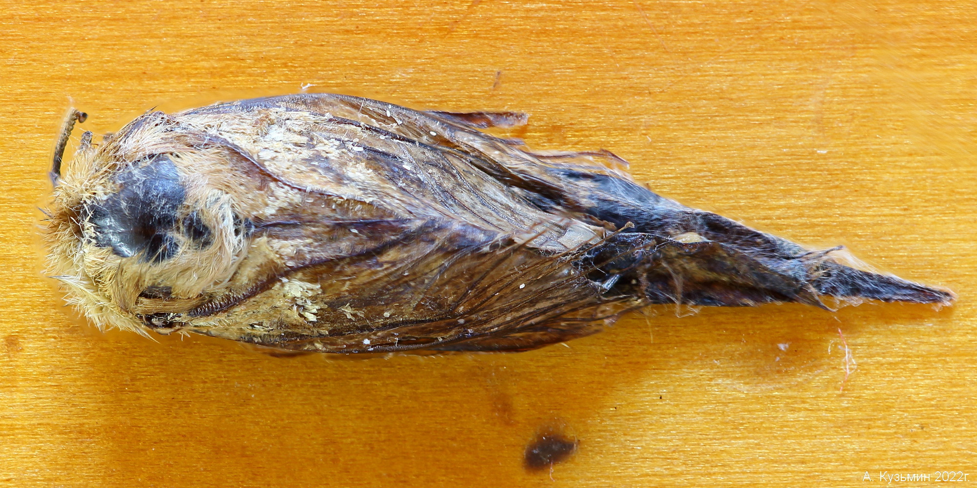 Совка семейства Noctuidae