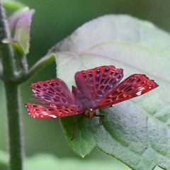Zemeros flegyas albipunctatus