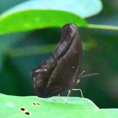 Coelites epiminthia