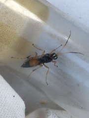 Ichneumon sarcitorius