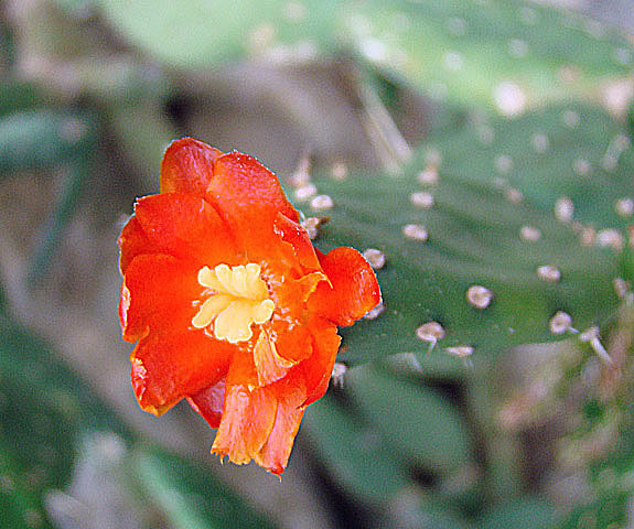 Opuntia quitensis