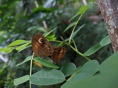 Mycalesis patnia