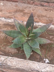 Aloe × schimperi