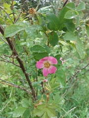 Rosa glauca
