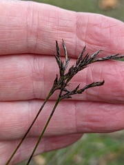 Schoenus carsei