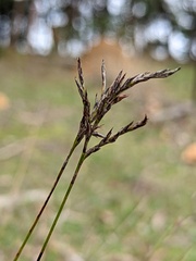 Schoenus carsei