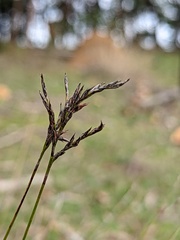 Schoenus carsei
