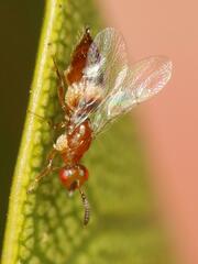 Lachaisea equicollis