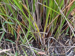 Schoenus carsei