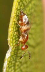 Lachaisea equicollis