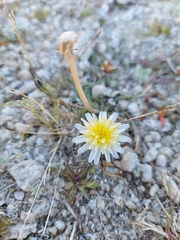 Taraxacum candidatum