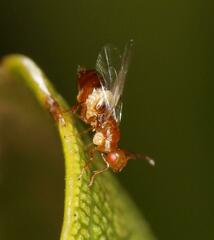 Lachaisea equicollis