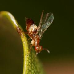 Lachaisea equicollis