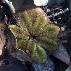Drosera rosulata