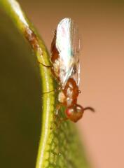 Lachaisea equicollis