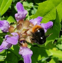 Bombus wurflenii