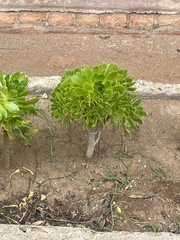 Aeonium urbicum