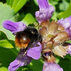 Bombus wurflenii