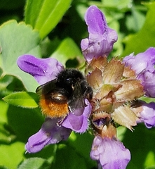 Bombus wurflenii