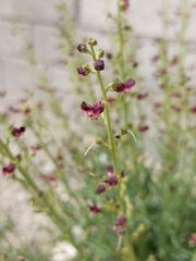 Scrophularia dentata