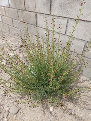 Scrophularia dentata