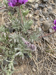 Oxytropis pumila