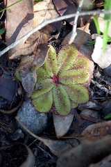 Drosera rosulata