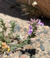 Dracocephalum fruticulosum