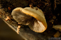 Crepidotus praecipuus