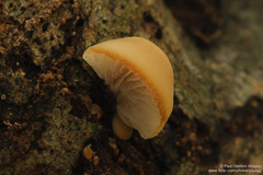 Crepidotus praecipuus
