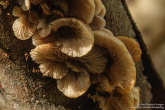 Crepidotus praecipuus